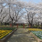 20140331 埼玉県伊奈町小針新宿 西光寺 桜満開DSC_0127