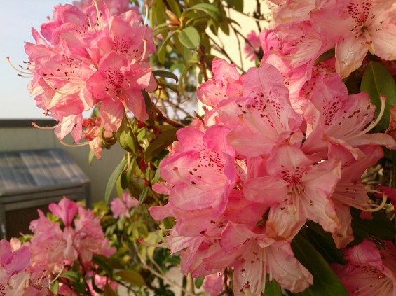 20140427 桶川霊園 石南花 石楠花 シャクナゲDSC_1820