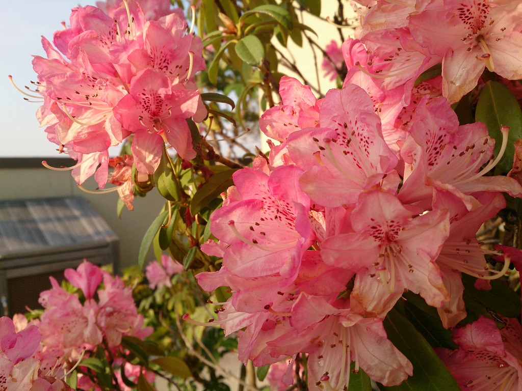 桶川霊園のシャクナゲとシャクヤクが綺麗に咲いてます 霊園とお墓のはなし