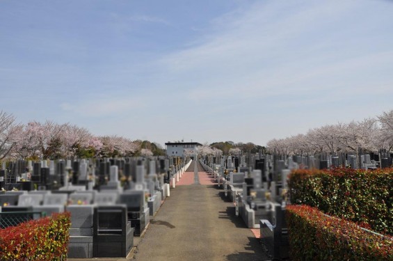 20140401　埼玉県上尾市藤波　上尾靈園の桜が満開DSC_0083