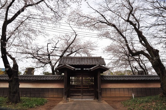 20140331 埼玉県伊奈町小針新宿 西光寺 桜満開 DSC_0159