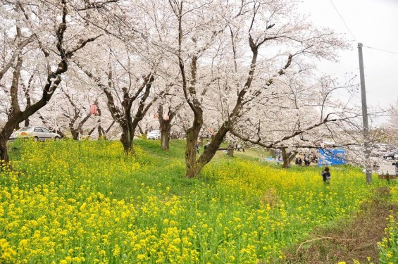 20140402　埼玉県北本市　桜堤（桜土手）の満開の桜　菜の花DSC_0562