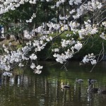 20140401　埼玉県上尾市　丸山公園の桜が満開DSC_0263