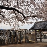 20140331 埼玉県伊奈町小針新宿 西光寺 桜満開 DSC_0148