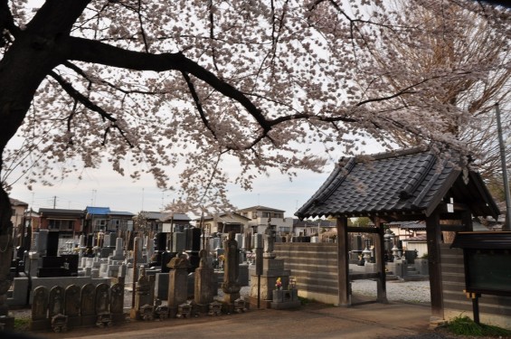 20140331 埼玉県伊奈町小針新宿 西光寺 桜満開 DSC_0148