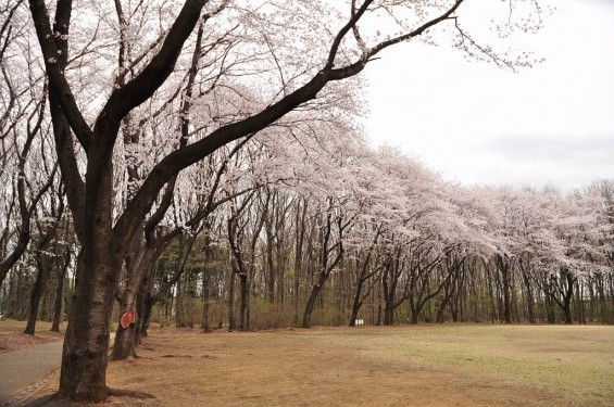 20140402　埼玉県東松山市　岩鼻運動公園の桜DSC_0567