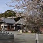 20140331 埼玉県伊奈町羽貫 西蔵院 桜満開DSC_0071