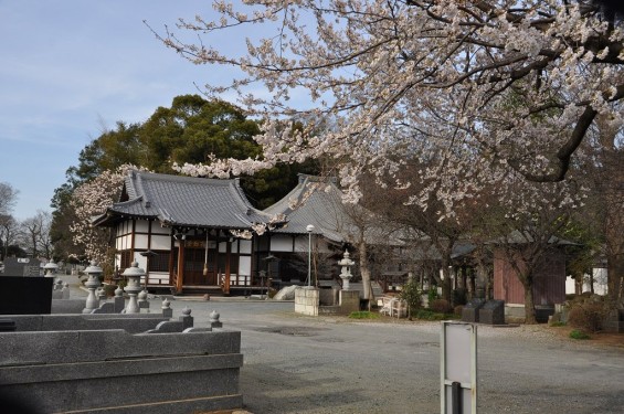 20140331 埼玉県伊奈町羽貫 西蔵院 桜満開DSC_0071