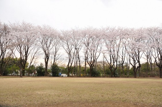 20140402　埼玉県東松山市　岩鼻運動公園の桜DSC_0571