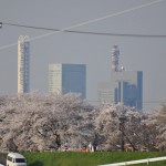 20140401 埼玉県さいたま市桜区 「鴨川堤桜通り公園」の桜と「うらわ秋ヶ瀬霊園」DSC_0332