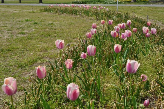 チューリップの花が綺麗でした　埼玉県比企郡吉見町　吉見総合運動公園　白とうす紫が混ざったDSC_0187