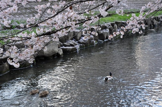 20140404　埼玉県鴻巣市吹上本町　勝龍寺と元荒川の桜満開で吹雪　鴨DSC_0510