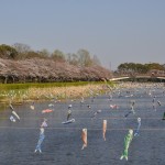 群馬県館林市の「こいのぼりの里まつり」DSC_0073