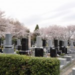 20140402　埼玉県東松山市　森林公園昭和浄苑　桜満開DSC_0619