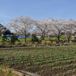 20140401　埼玉県上尾市　丸山公園の桜が満開DSC_0246