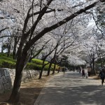 20140401　埼玉県上尾市　丸山公園の桜が満開DSC_0270