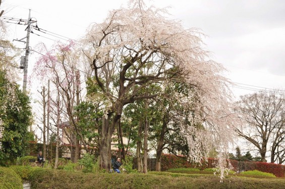 20140402　さいたま市見沼区　さいたま市営霊園の桜が満開　枝垂れ桜DSC_0492