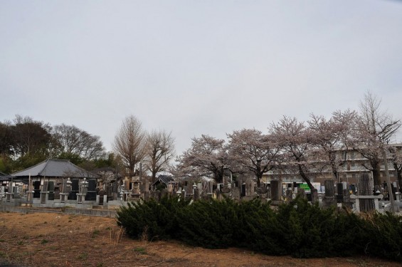 20140331 埼玉県伊奈町小針新宿 西光寺 桜満開 DSC_0104