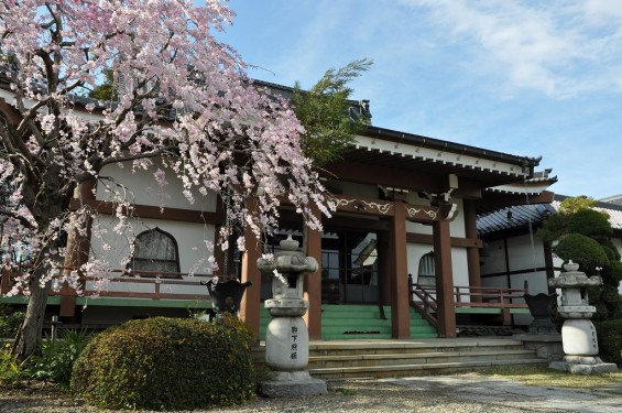 20140406　埼玉県蓮田市閏戸　秀源寺の枝垂れ桜が満開にDSC_0008