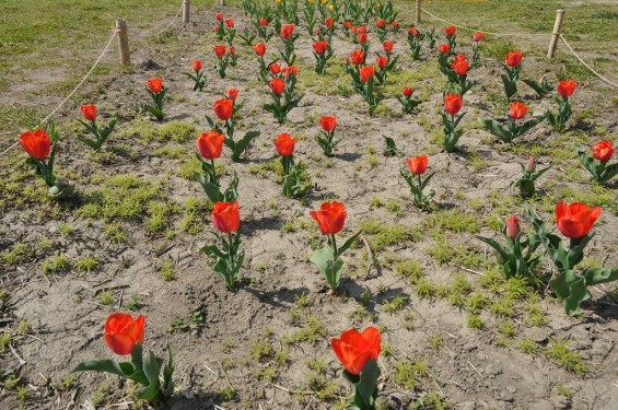 チューリップの花が綺麗でした　埼玉県比企郡吉見町　吉見総合運動公園　朱色DSC_0174