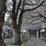 20140331 埼玉県伊奈町小針新宿 西光寺 桜満開 DSC_0122