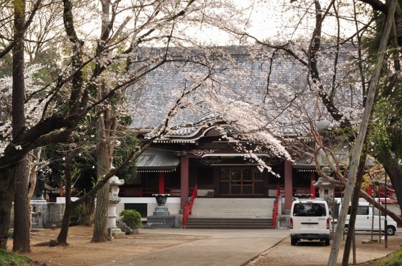 20140331 埼玉県伊奈町小針新宿 西光寺 桜満開 DSC_0161