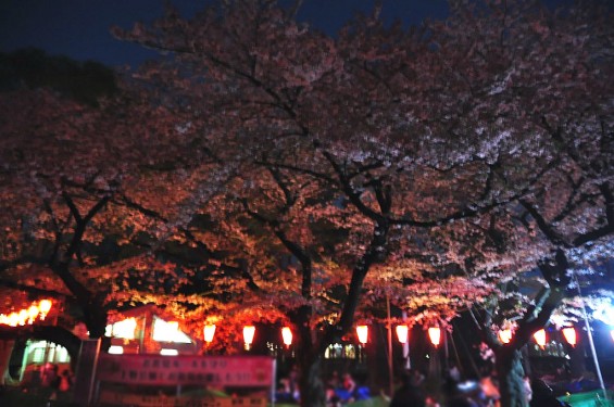 20140405　東京都上野恩師公園　夜桜DSC_0099