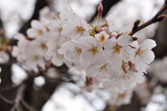 20140402　埼玉県東松山市　森林公園昭和浄苑　桜満開DSC_0623