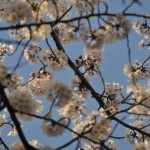 20140401 埼玉県さいたま市桜区 「鴨川堤桜通り公園」の桜と「うらわ秋ヶ瀬霊園」DSC_0349