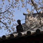 20140331 埼玉県蓮田市閏戸 秀源寺 桜満開DSC_0006