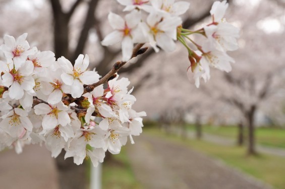 20140404　埼玉県さきたま緑道の桜DSC_0318