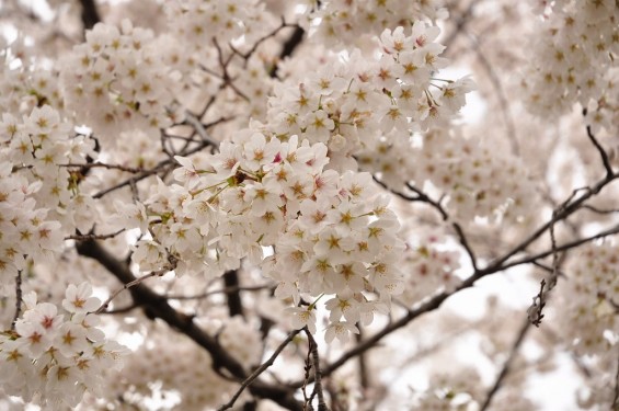 20140402　さいたま市見沼区　さいたま市営霊園の桜が満開DSC_0519