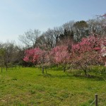 20140401　埼玉県上尾市　丸山公園の桜が満開DSC_0244