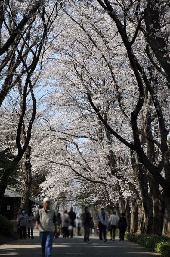 20140401　埼玉県上尾市　丸山公園の桜が満開DSC_0271
