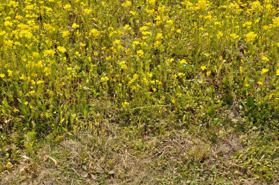 一面の菜の花が綺麗でした！埼玉県比企郡吉見町　吉見総合運動公園DSC_0205