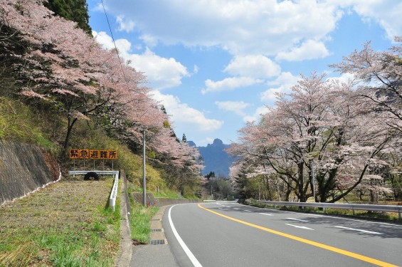 20140424軽井沢DSC_0060碓氷バイパス 桜満開