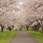 20140402　さいたま市見沼区　さいたま市営霊園の桜が満開DSC_0429