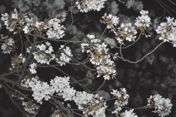 20140405　東京都上野恩師公園　夜桜DSC_0068
