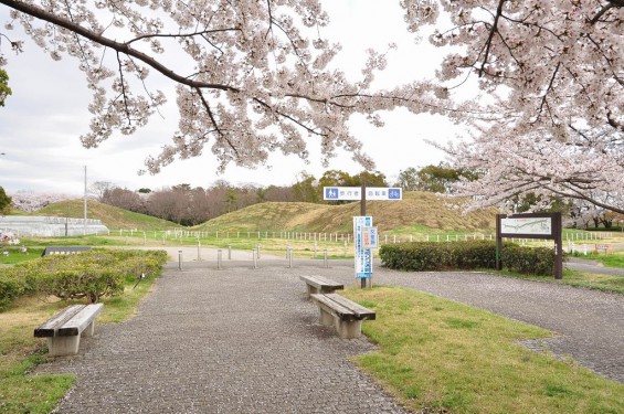 20140404　埼玉県さきたま緑道の桜DSC_0323