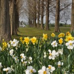 埼玉県比企郡吉見町　吉見総合運動公園　水仙が綺麗DSC_0057