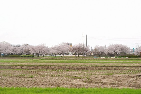 20140404　埼玉県さきたま緑道の桜DSC_0334