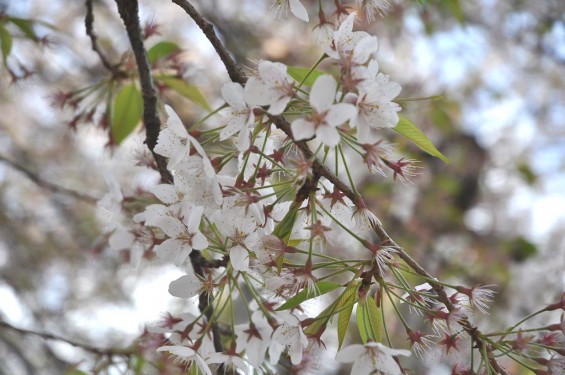 20140409　埼玉県北本市　石戸蒲桜（いしどかばざくら）DSC_0012