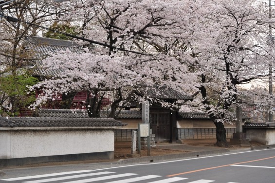 20140331 埼玉県伊奈町小針新宿 西光寺 桜満開 DSC_0211