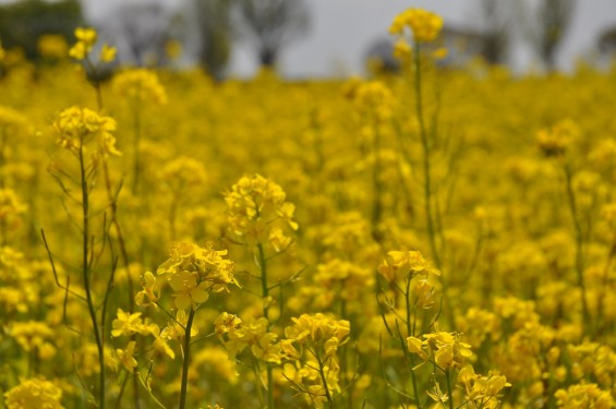 一面の菜の花が綺麗でした！埼玉県比企郡吉見町　吉見総合運動公園DSC_0201