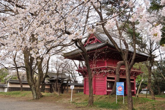 20140331 埼玉県伊奈町小針新宿 西光寺 桜満開 DSC_0204