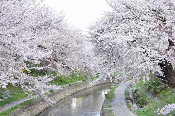 20140404　埼玉県鴻巣市吹上本町　勝龍寺と元荒川の桜満開で吹雪DSC_0503