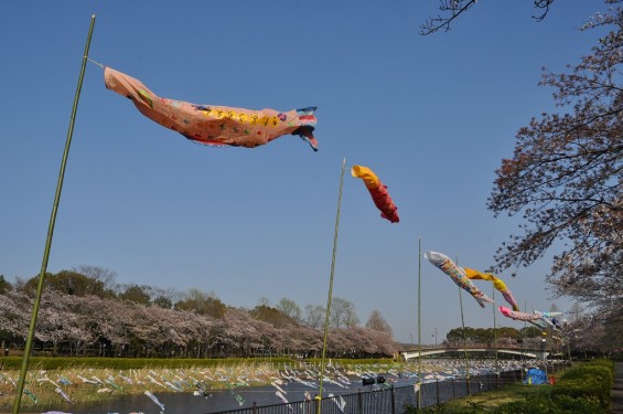 群馬県館林市の「こいのぼりの里まつり」DSC_0079