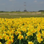 埼玉県比企郡吉見町　吉見総合運動公園　水仙が綺麗DSC_0024