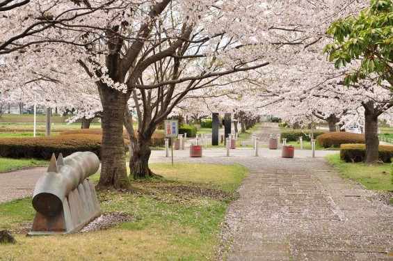 20140404　埼玉県さきたま緑道の桜DSC_0333