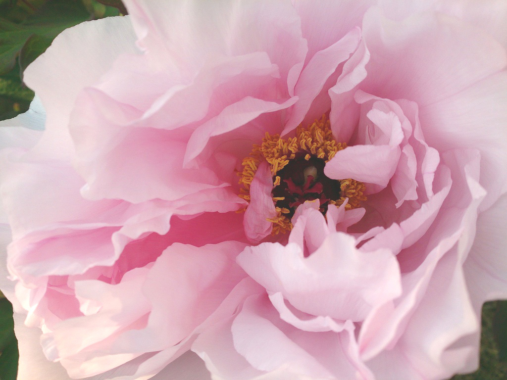 芍薬 と シャクナゲ